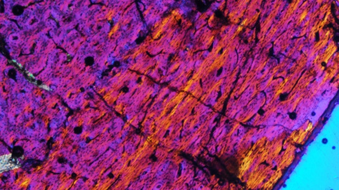 oldest dinosaur color scan.jpg